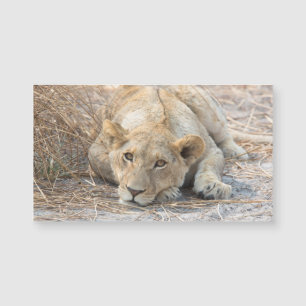 Young lion