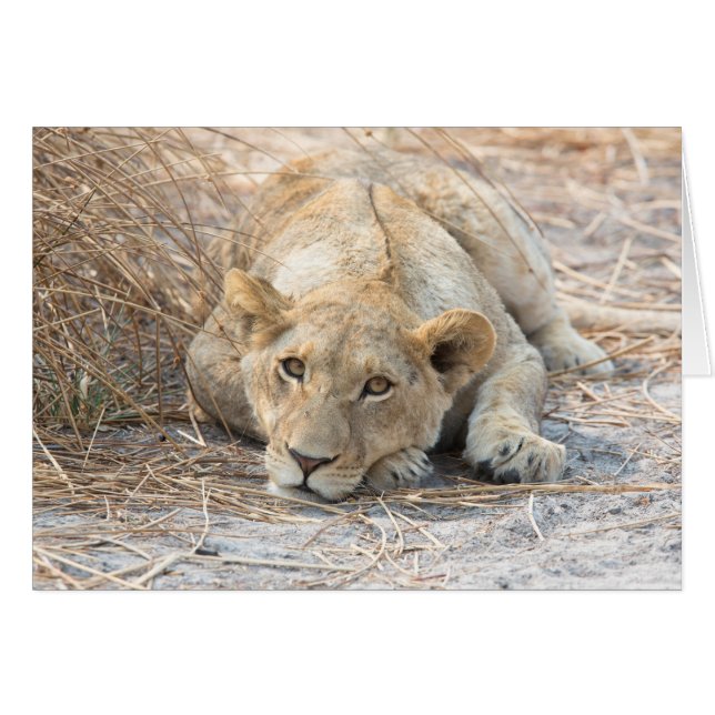 Young lion (Front Horizontal)