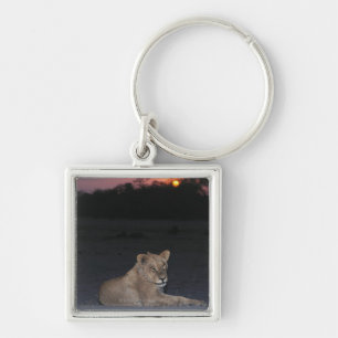 Young Lion at Sunrise Key Ring