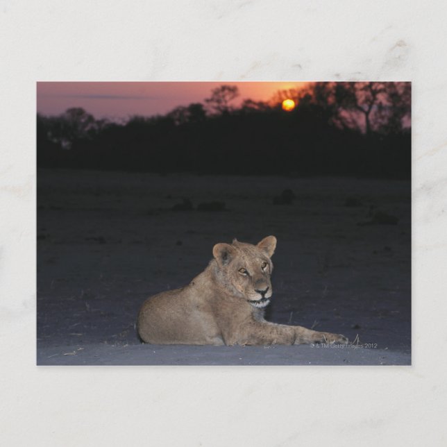 Young Lion at Sunrise Postcard (Front)