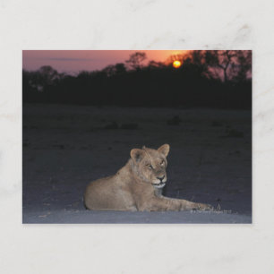 Young Lion at Sunrise Postcard