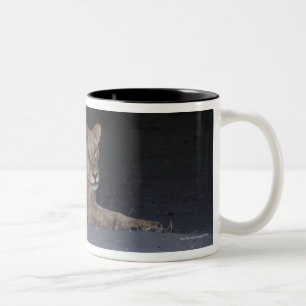 Young Lion at Sunrise Two-Tone Coffee Mug