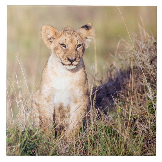 Young lion ceramic tile (Front)