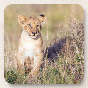 Young lion coaster