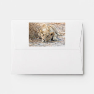 Young lion envelope