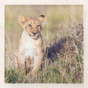 Young lion glass coaster