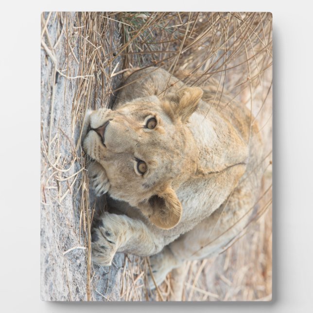 Young lion plaque (Front)