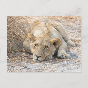 Young lion postcard