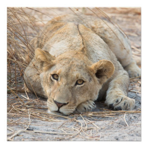 Young lion poster