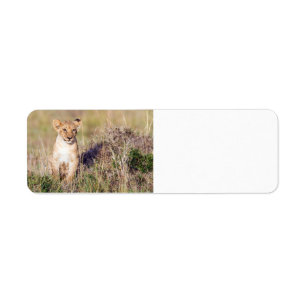 Young lion return address label