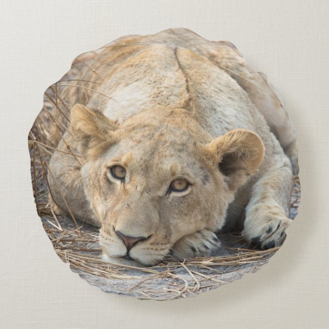 Young lion round cushion (Back)