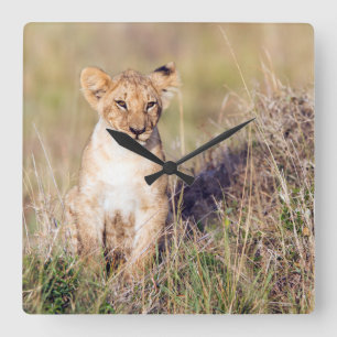 Young lion square wall clock