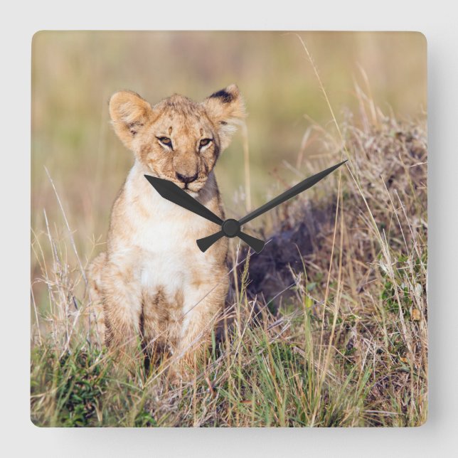 Young lion square wall clock (Front)