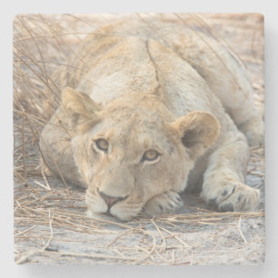 Young lion stone coaster