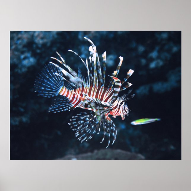 Young Lionfish Poster (Front)