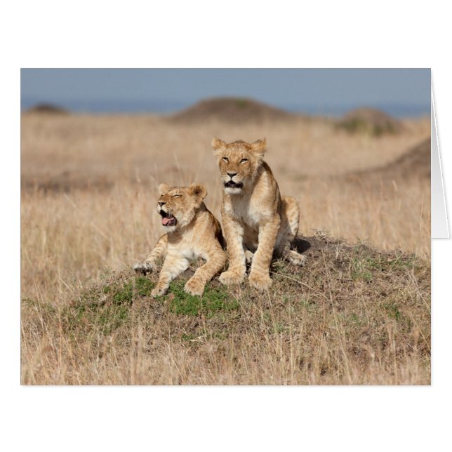 Young lions (Front Horizontal)