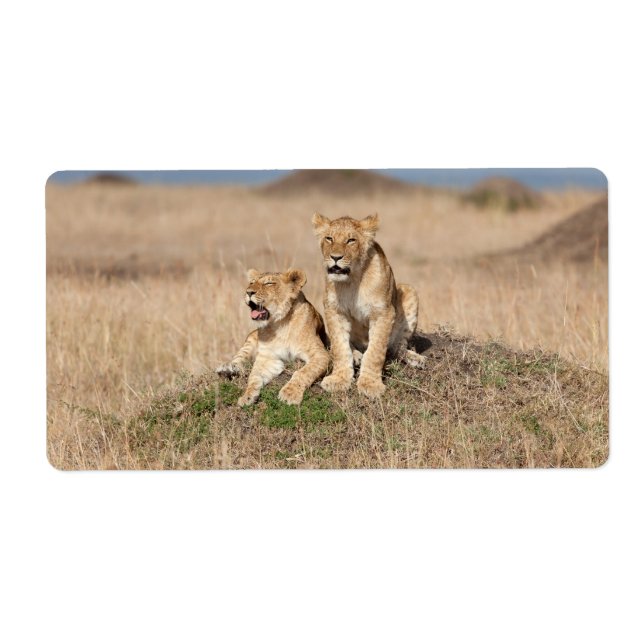 Young lions (Front)
