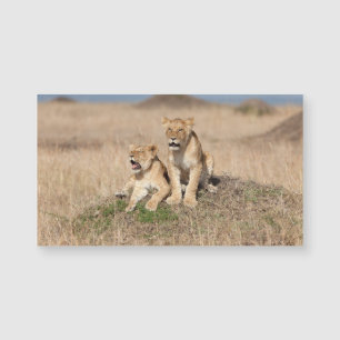 Young lions