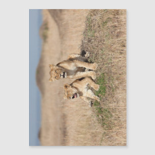 Young lions