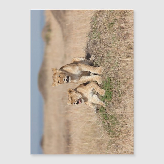 Young lions (Front)