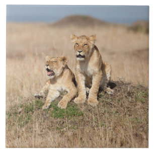 Young lions ceramic tile