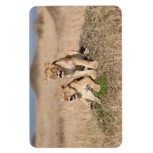 Young lions magnet