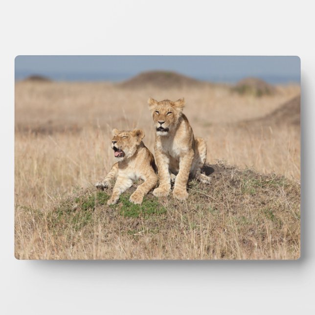 Young lions plaque (Front)