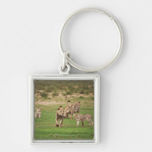 young lions playing, Panthera leo, Kgalagadi Key Ring