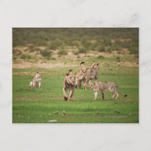 young lions playing, Panthera leo, Kgalagadi Postcard