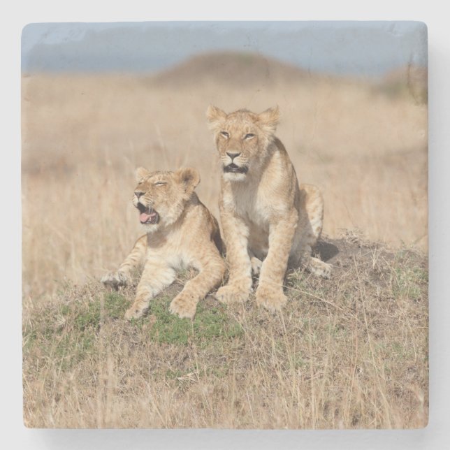 Young lions stone coaster (Front)