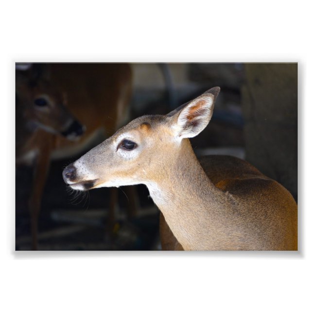 Young Male Key Deer, Florida Photo Print (Front)
