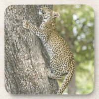 Young male leopard (Panthera Pardus) climbing