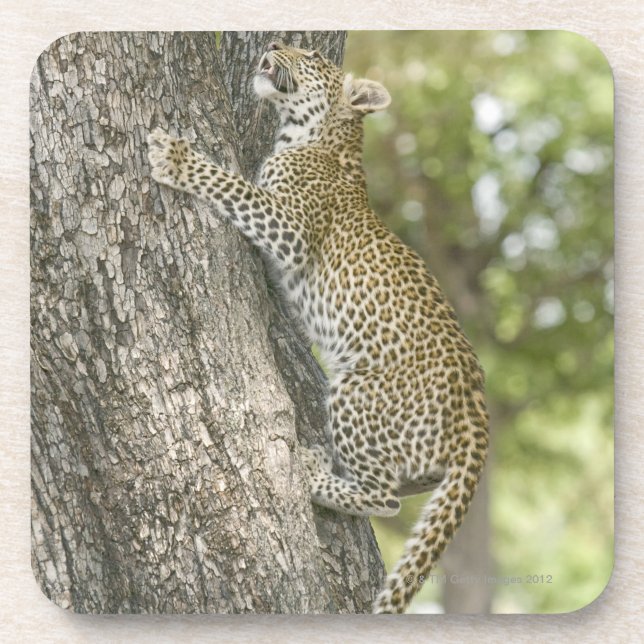 Young male leopard (Panthera Pardus) climbing Coaster (Front)