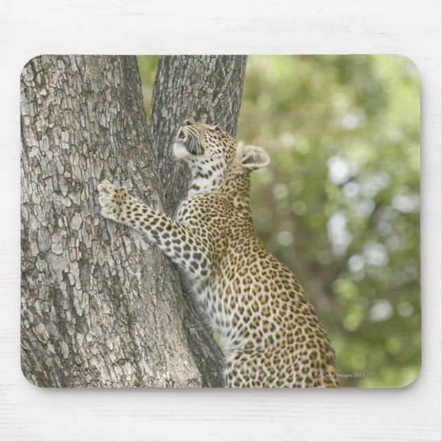 Young male leopard (Panthera Pardus) climbing Mouse Pad (Front)