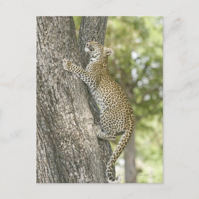 Young male leopard (Panthera Pardus) climbing Postcard (Front)