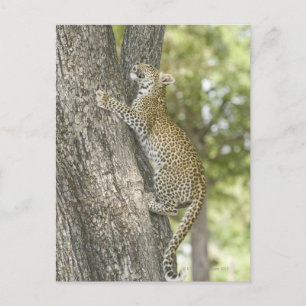 Young male leopard (Panthera Pardus) climbing Postcard