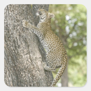 Young male leopard (Panthera Pardus) climbing Square Sticker