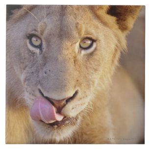 Young Male Lion Ceramic Tile