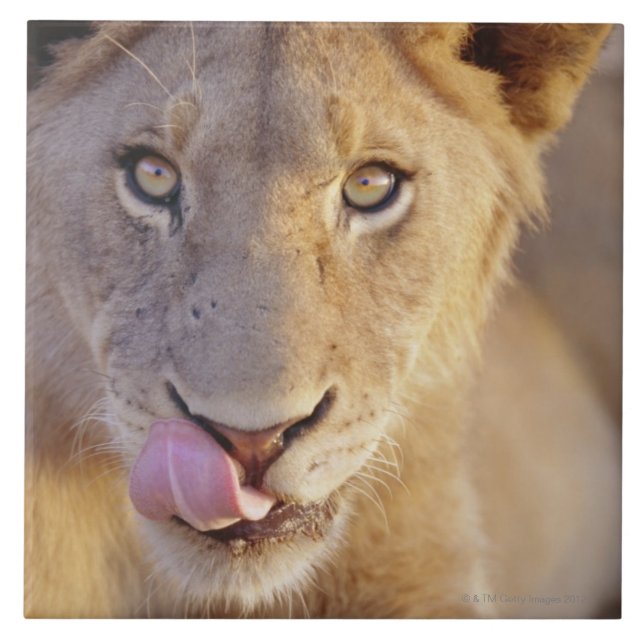 Young Male Lion Ceramic Tile (Front)