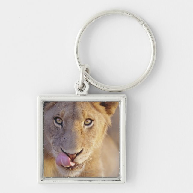 Young Male Lion Key Ring (Front)