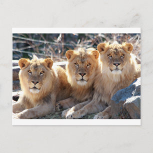 YOUNG MALE LIONS POSTCARD