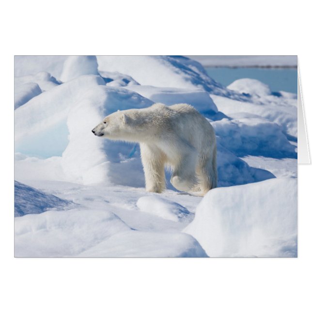 Young Male Polar Bear (Front Horizontal)
