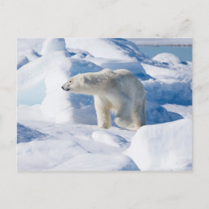 Young Male Polar Bear Postcard