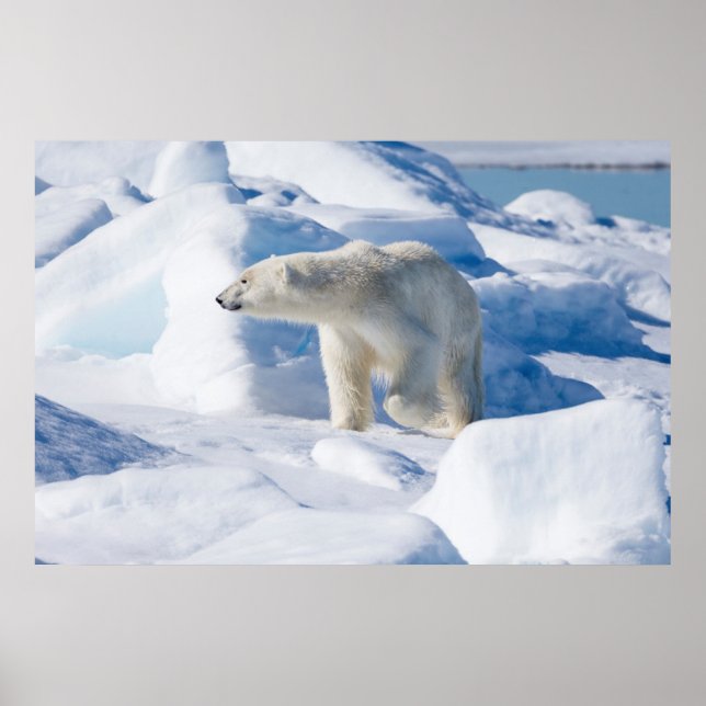 Young Male Polar Bear Poster (Front)