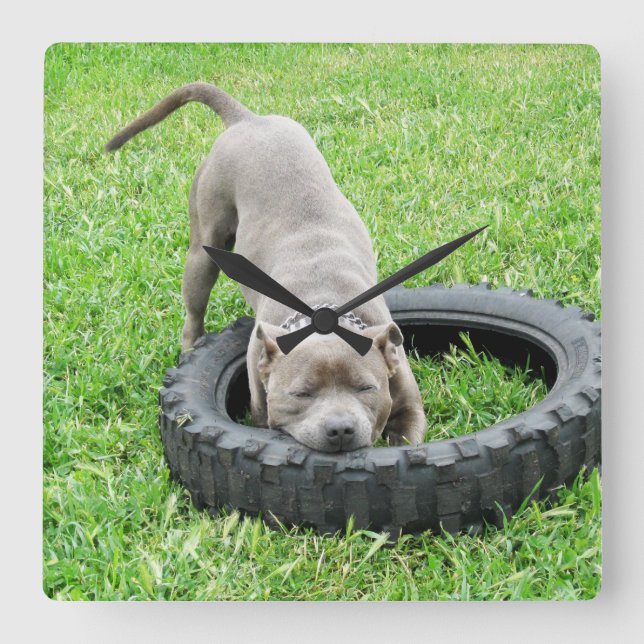Young Male Staffordshire Bull Terrier Play Time, Square Wall Clock (Front)