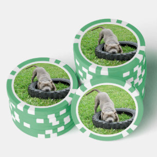 Young Male Staffy Playing With His Tyre, Poker Chips