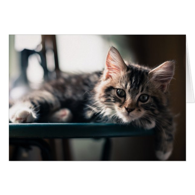 Young Male Tabby Cat 2 (Front Horizontal)