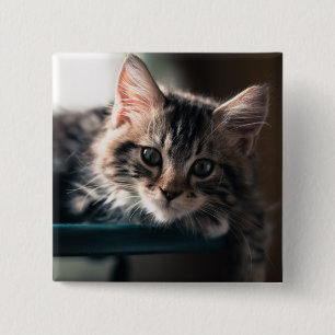 Young Male Tabby Cat 2 15 Cm Square Badge