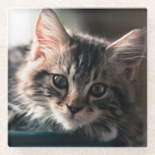 Young Male Tabby Cat 2 Glass Coaster