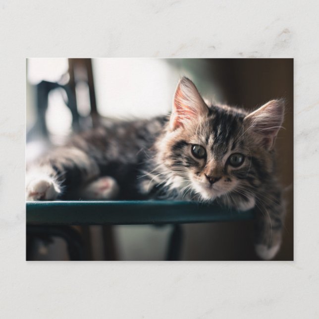 Young Male Tabby Cat 2 Postcard (Front)